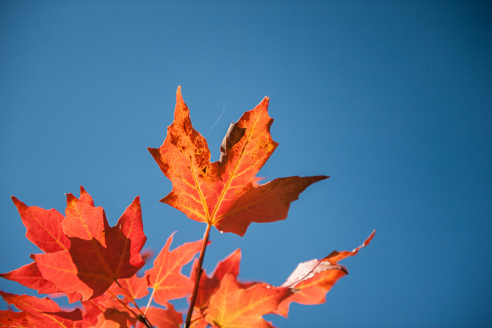 Feuille d'érable sur ciel bleu