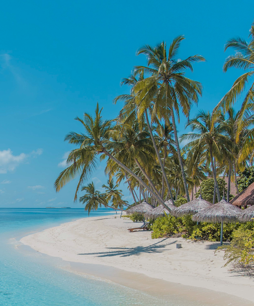 Beach peninsula with palm trees for travel