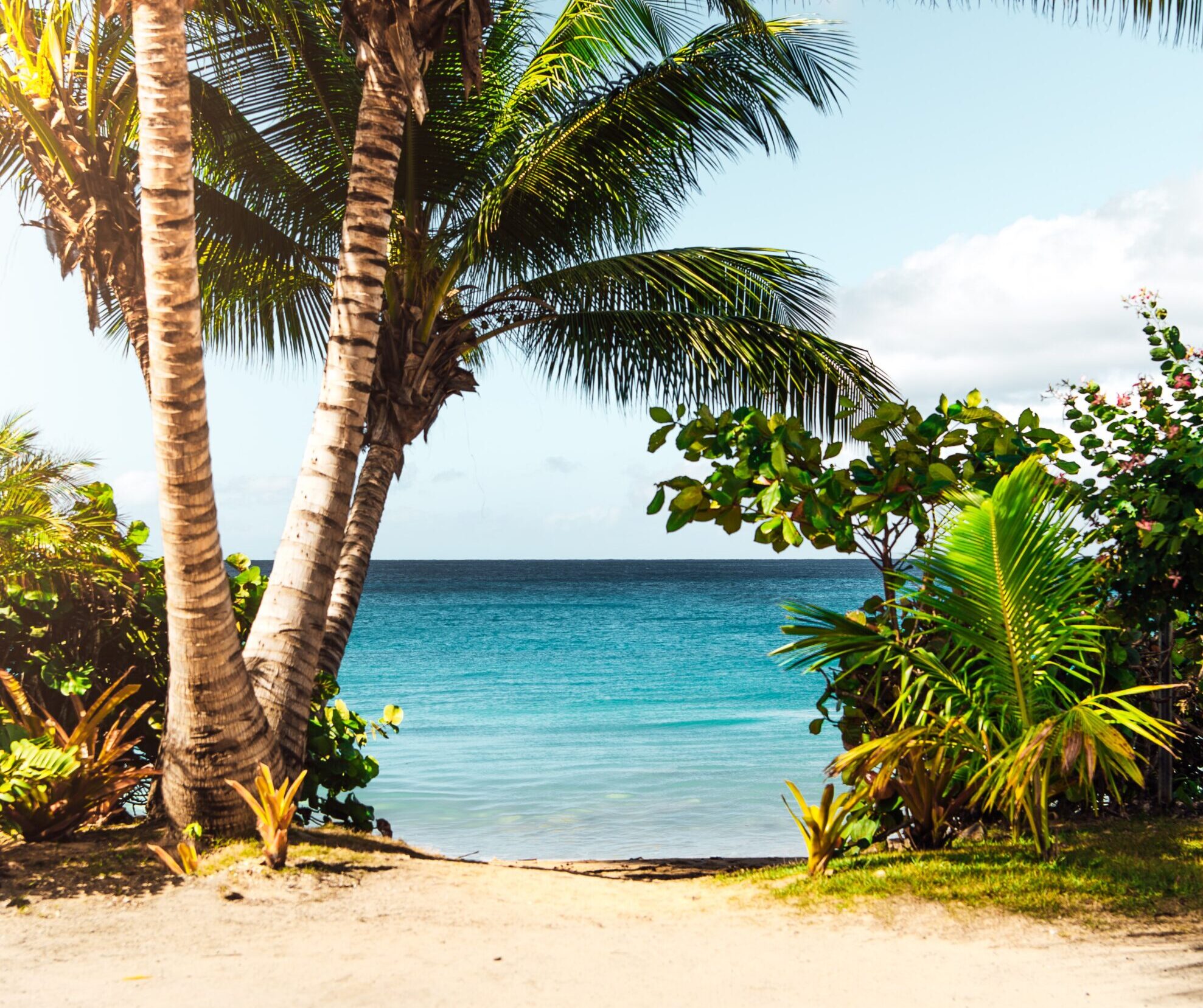 Ocean view looking over a beach with palm trees